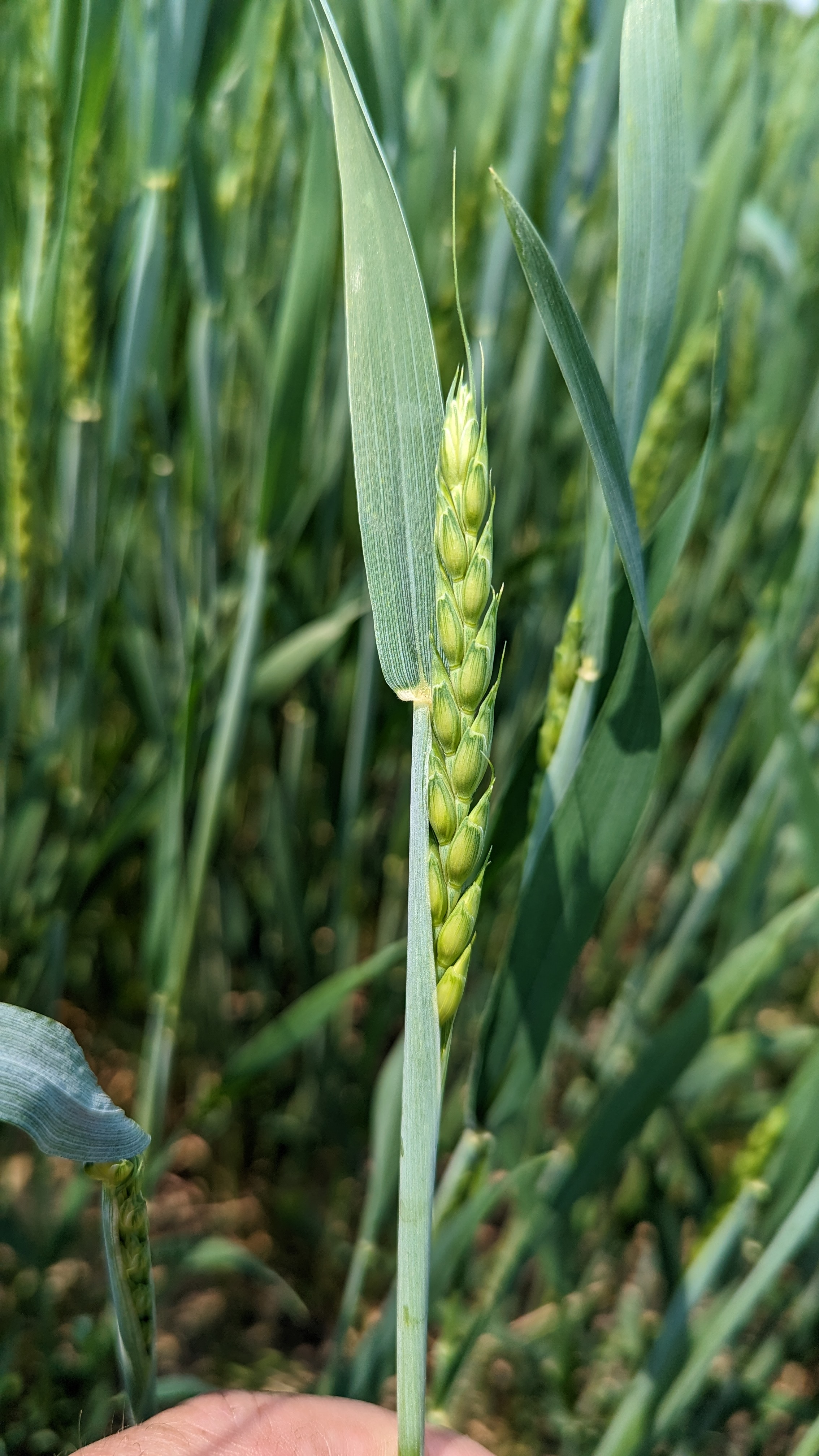 Wheat with head emerging.